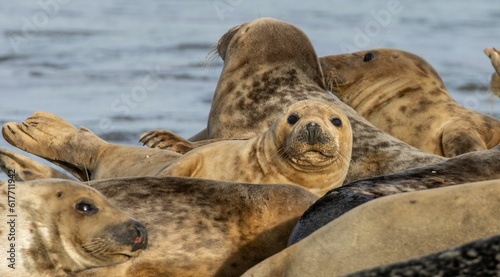 Large pod of seals lounging on a sandy beach in front of a peaceful ocean © Sarahlou Photography/Wirestock Creators