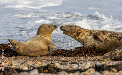Juvenile harbor seals on a sandy beach playing toghether