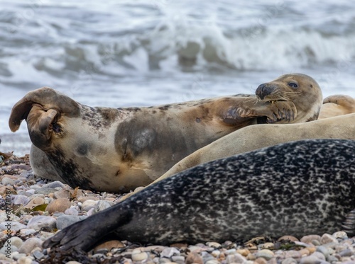 three seals and one is lying on the beach next to the water