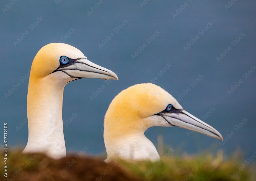 Obraz premium Great northern gannet birds perched on the shore