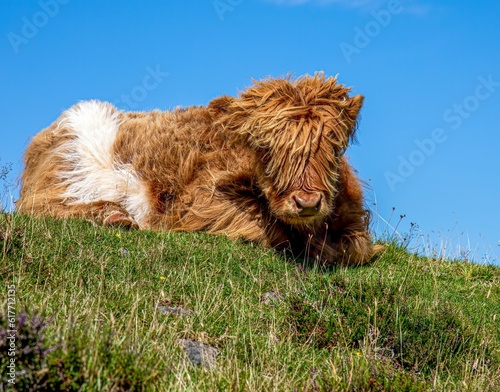 Cute fluffy brown highland cattle resting in a lush green field © Sarahlou Photography/Wirestock Creators