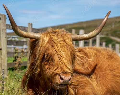 Fluffy brown highland cattle enjoying the sunshine in the green field