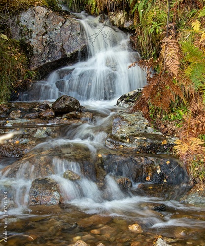 a creek surrounded by a forest filled with rocks and plants