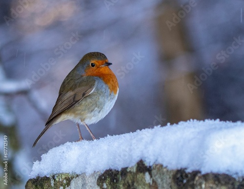 Closeup of a redbreast robin perched on the layer of snow