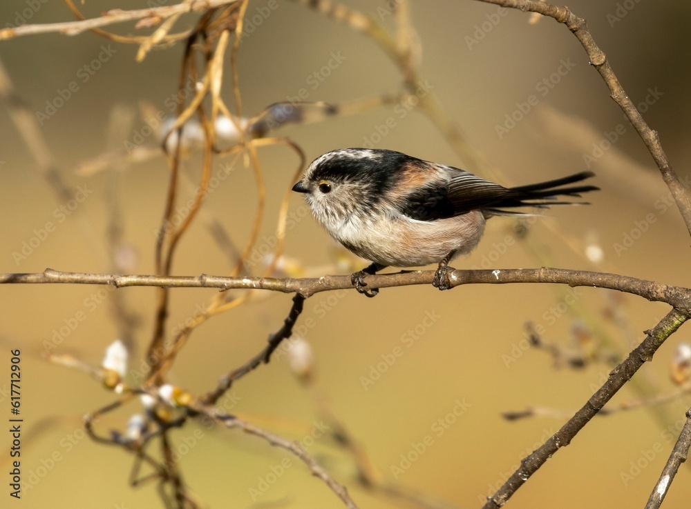 Obraz premium Small long tailed tit perched on a twig