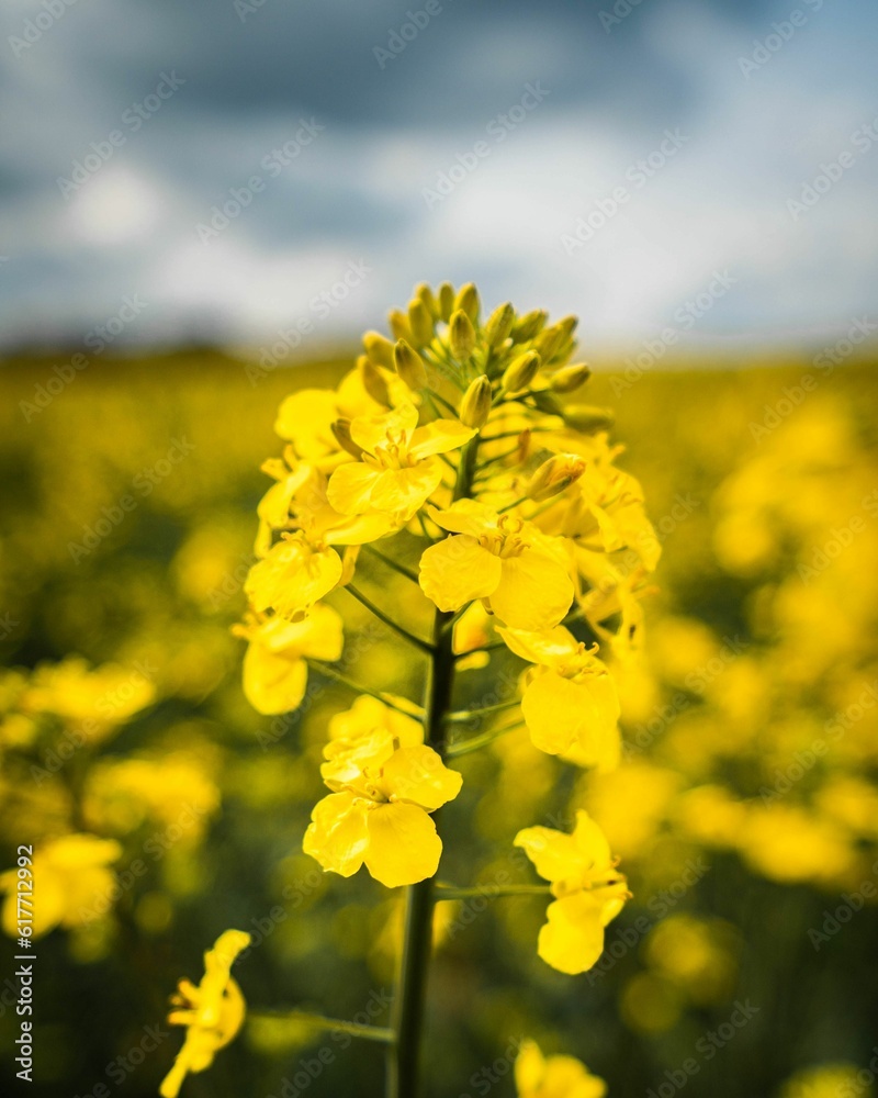 an open field with several yellow flowers on it's stem an open field with several yellow flowers on it's stem