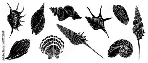 Photography Set of silhouettes,doodles of seashells shells. Vector graphics.