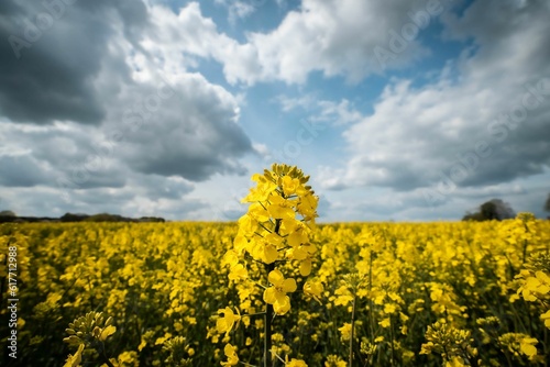 Stunning landscape of a field of vibrant yellow blooms against a cloudy sky