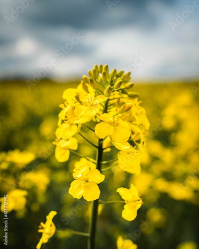 an open field with several yellow flowers on it's stem