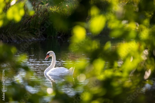 a white swan in the water among greenery and leaves