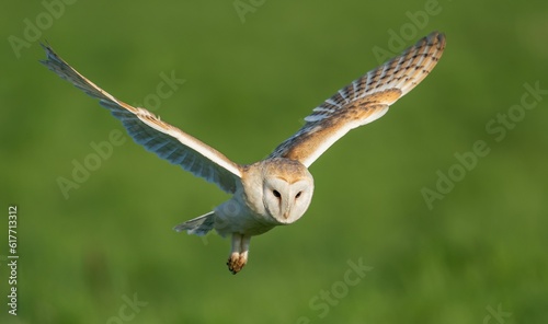Alert barn owl is captured in mid-flight