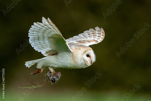 Alert barn owl is captured in mid-flight, with a small prey in its talons © Brewbottle/Wirestock Creators