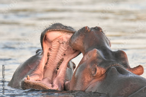 Combat d'hippopotames
