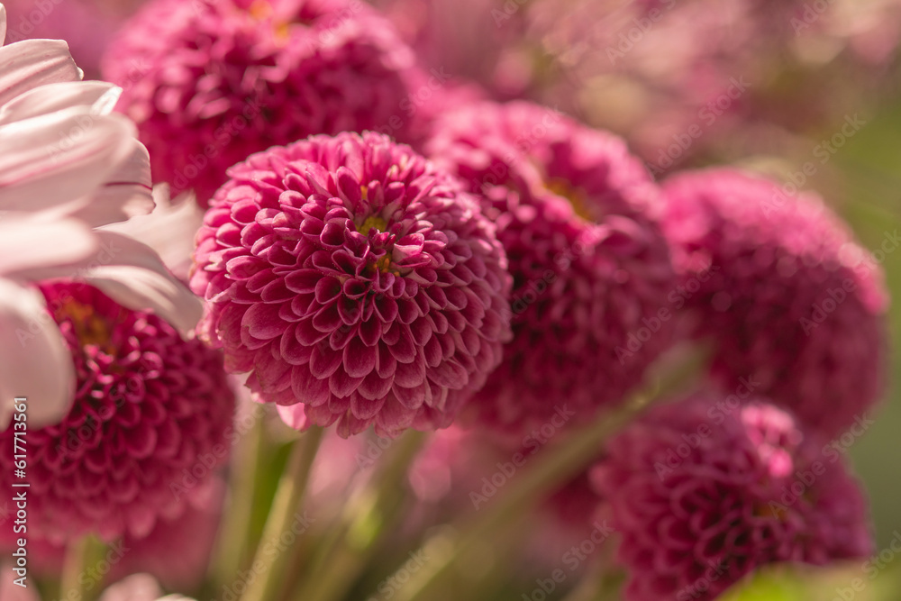 Obraz premium close up photo of pink dahlia flowers in the garden in the Netherlands