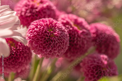 close up photo of pink dahlia flowers in the garden in the Netherlands