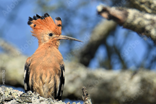 Huppe fasciée perché sur une branche