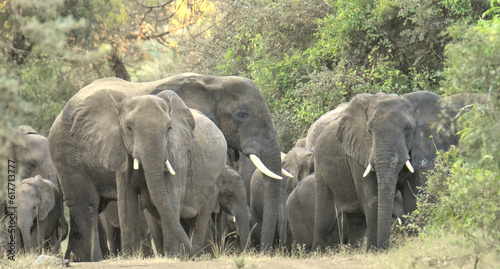 Troupeau d'éléphants dans la forêt