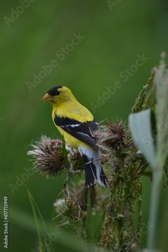Cheerful yellow bird perched atop a vibrant arrangement of flowers