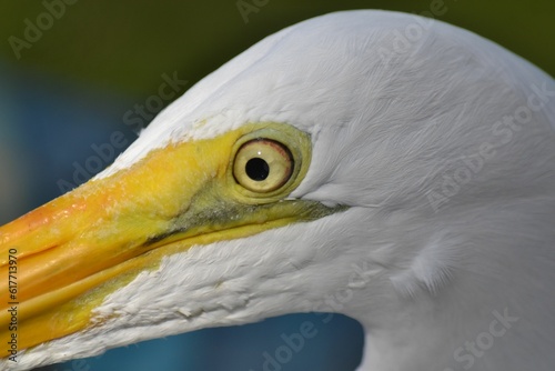 Macro shot of a the eye of a white egret  with yellow beak
