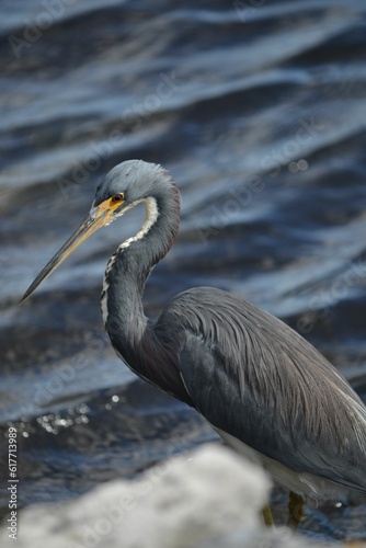 Tricolored heron stands in the middle of a serene lake © Kristinnickcole/Wirestock Creators