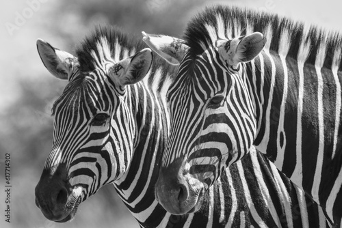 Couple de z  bres dans la savane 