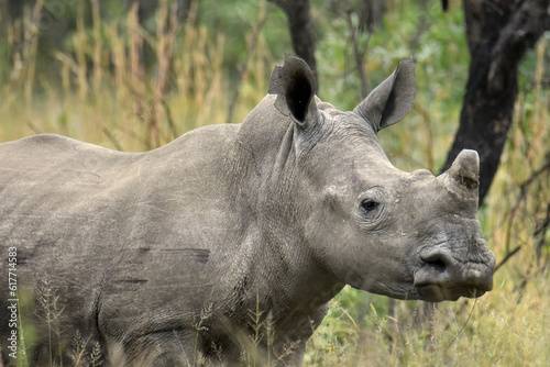 Rhinocéroce blanc mâle