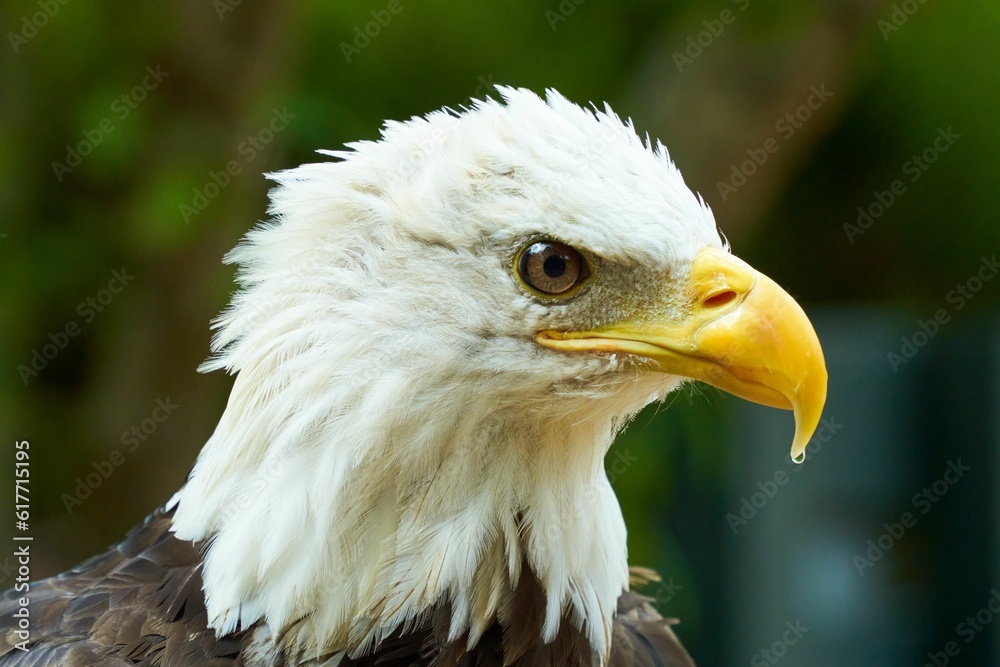 Fototapeta premium Closeup shot of a majestic eagle.