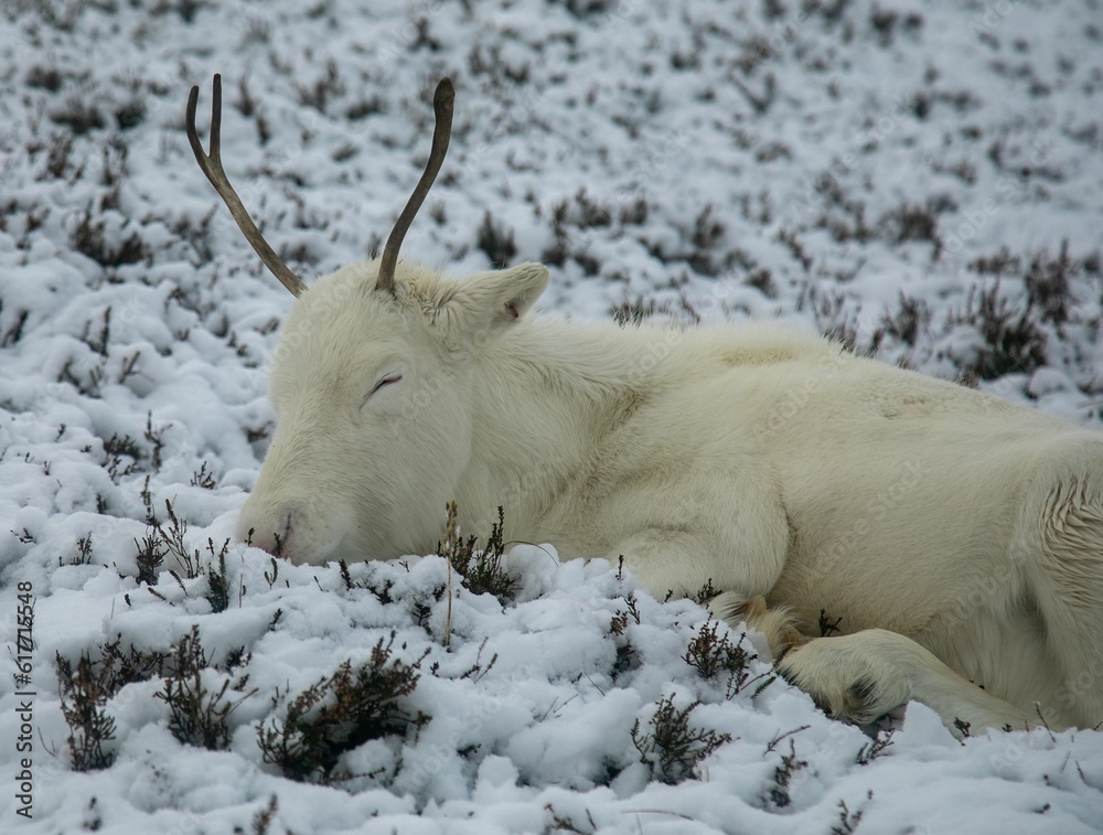 Obraz premium Majestic adult reindeer in snow-covered field in the Cairngorms, Scotland on a foggy day