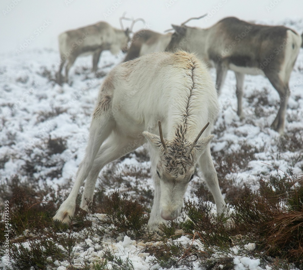 Majestic adult reindeer in snow-covered field in the Cairngorms, Scotland on a foggy day Majestic adult reindeer in snow-covered field in the Cairngorms, Scotland on a foggy day