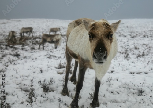 Majestic adult reindeer in snow-covered field in the Cairngorms, Scotland on a foggy day © Sarahlou Photography/Wirestock Creators