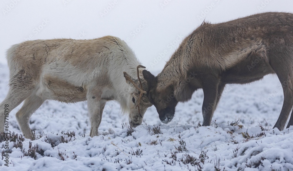 Reindeer battle with antlers in a winter landscape on a foggy day Reindeer battle with antlers in a winter landscape on a foggy day