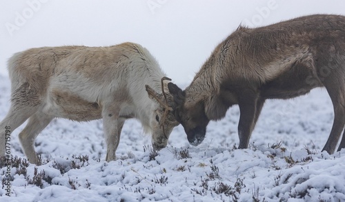 Reindeer battle with antlers in a winter landscape on a foggy day