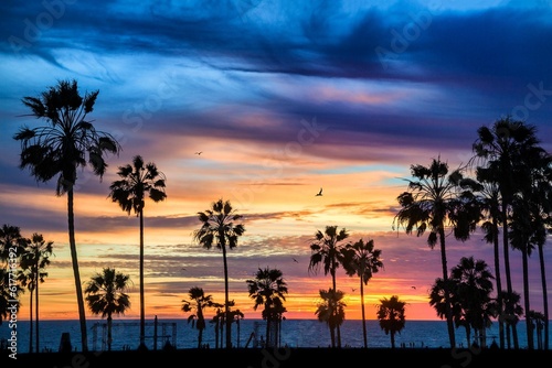 palm trees in front of the beach with a beautiful sunset