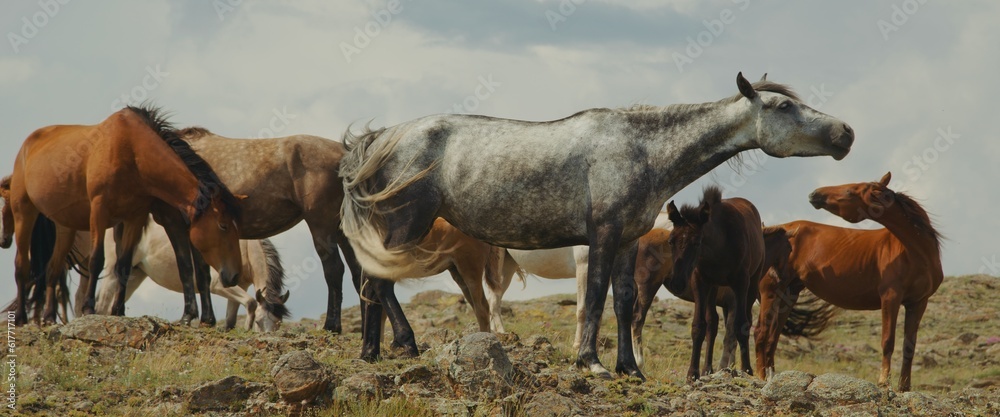 Horses grazing grass at highland pasture.Beautiful white brown and spotted horses graze on mountain.Amazing clouds and sky and animal wildlife.Beautiful rocky mountains.Horses stands in mountain hill