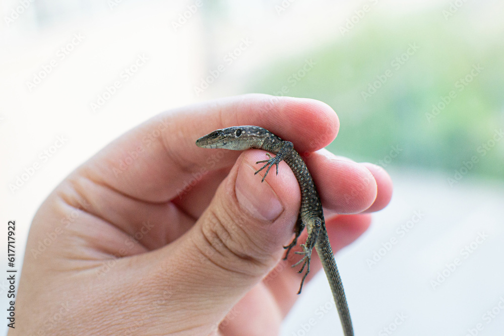 Darevskia armeniaca in hand - small Armenian lizard or Armenian rock lizard Darevskia armeniaca in hand - small Armenian lizard or Armenian rock lizard