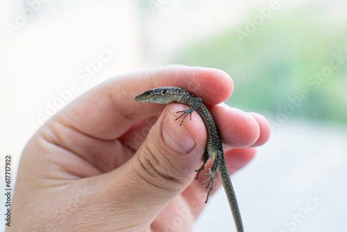 Darevskia armeniaca in hand - small Armenian lizard or Armenian rock lizard photo