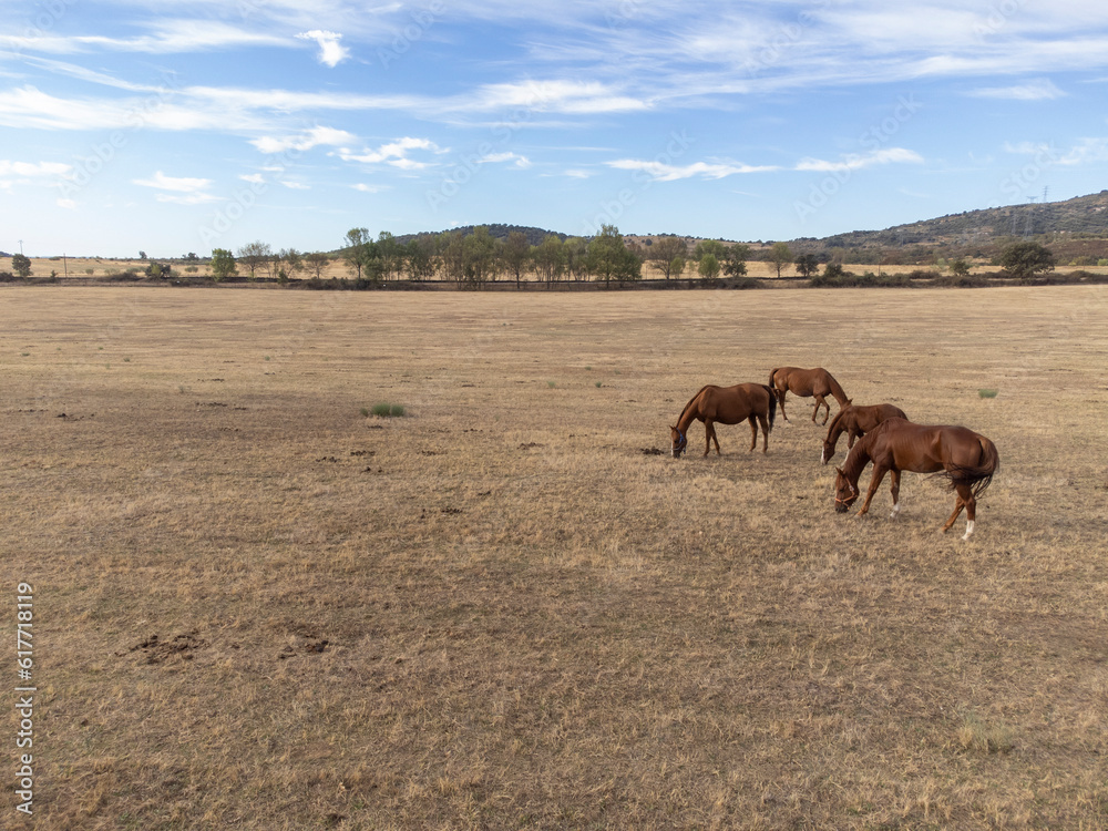 A cabalada or herd of Spanish breed horses grazing in a meadow. Family of horses, mares and foals.
