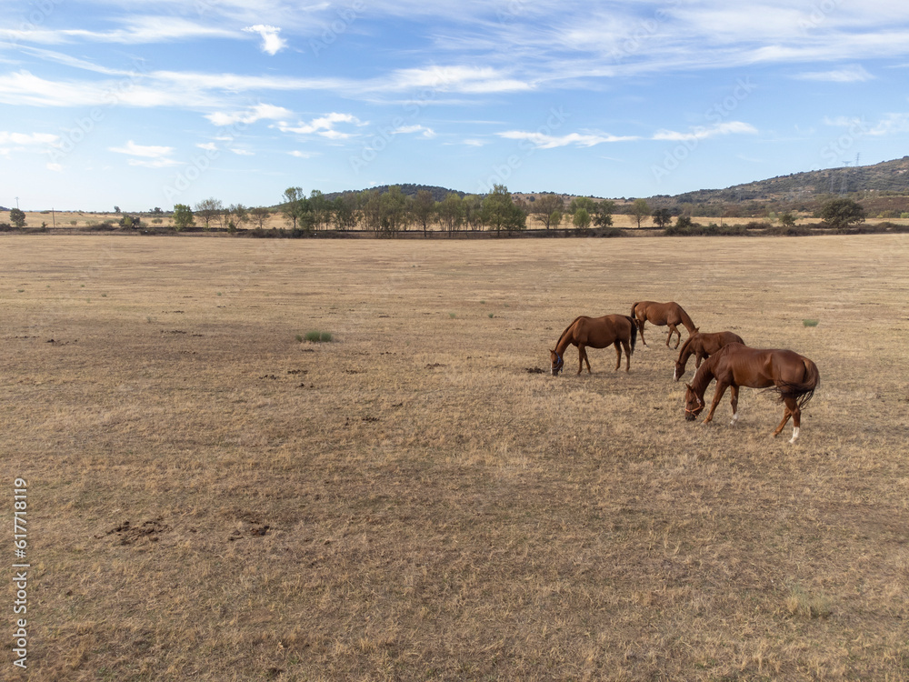 A cabalada or herd of Spanish breed horses grazing in a meadow. Family of horses, mares and foals. A cabalada or herd of Spanish breed horses grazing in a meadow. Family of horses, mares and foals.