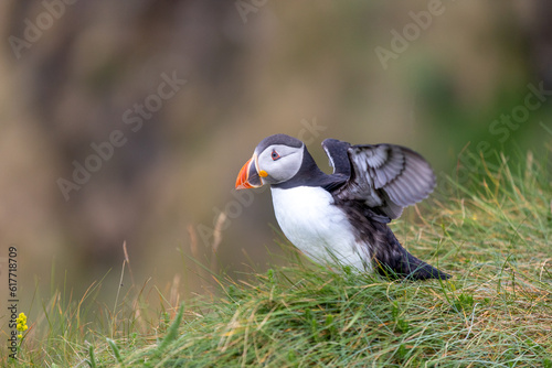 This photo shows a beautiful puffin or also named sea parrot which is a sea bird. The puffin comes to land for nestling. The picture was made on Staffa near the Isle of Mull, Scotland © robin