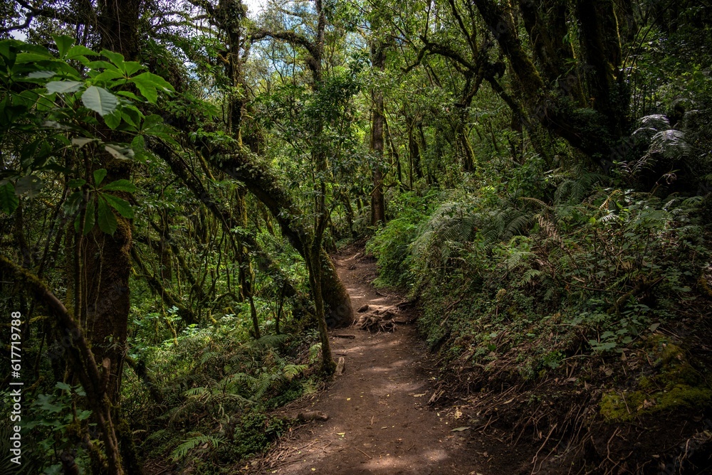 Picturesque path winding its way through a lush green tropical forest in Guatemala Picturesque path winding its way through a lush green tropical forest in Guatemala