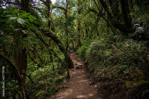 Picturesque path winding its way through a lush green tropical forest in Guatemala