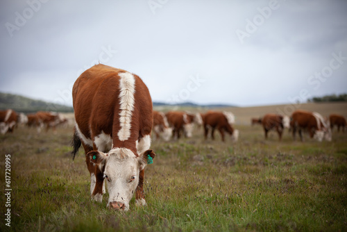 Cattle Ranch in south patagonia argentina