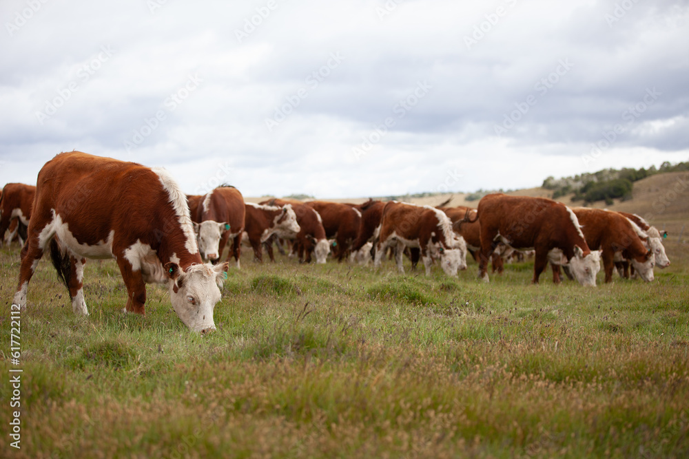 Cattle Ranch in south patagonia argentina