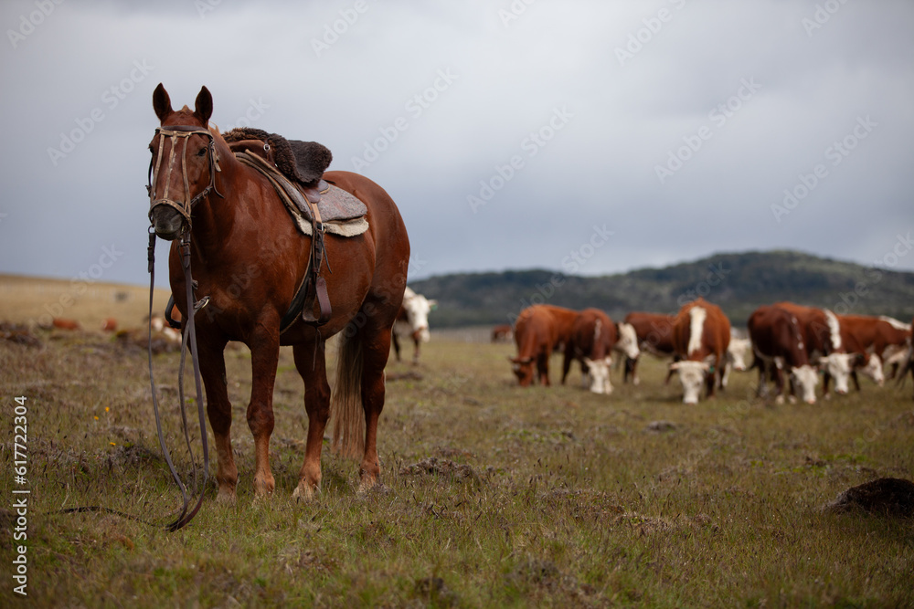 Cattle Ranch in south patagonia argentina