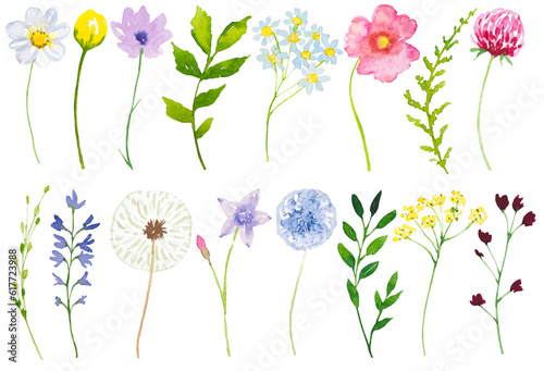 Fototapeta Naklejka Na Ścianę i Meble -  Collection of meadow flowers and herbs, set of watercolor wildflowers