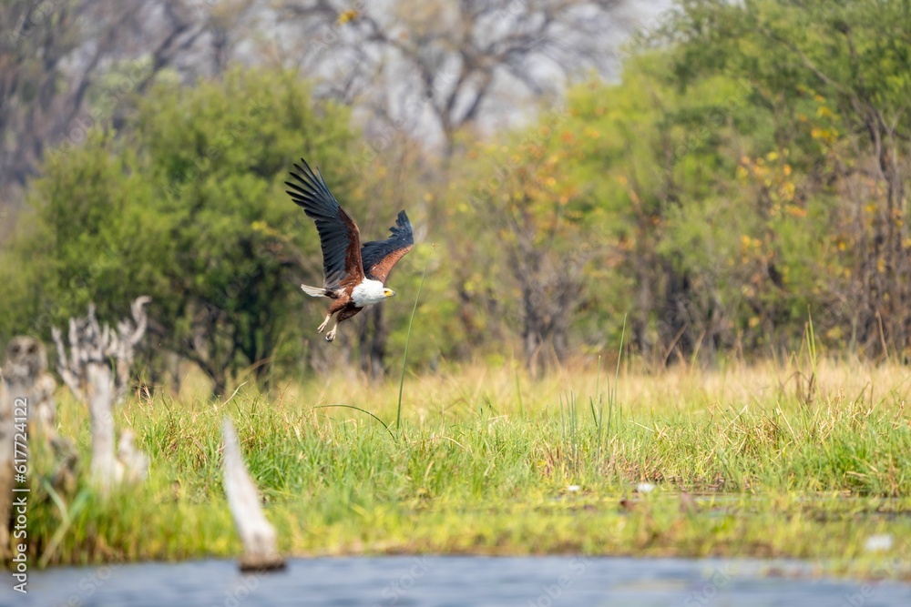 Fototapeta premium a Fish Eagle with a long tail coming off in the air
