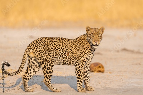 a leopard standing on top of a sandy ground next to a dead animal