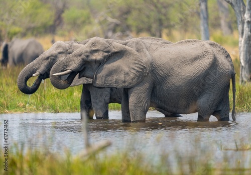 Canvas Print Two elephants standing in a shallow pool of water in Khwai, Botswana