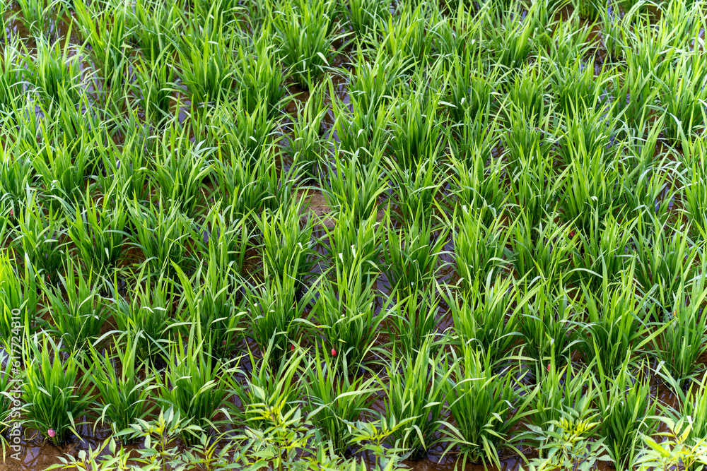 Obraz premium Rice fields in Korean rural areas during the summer growing season