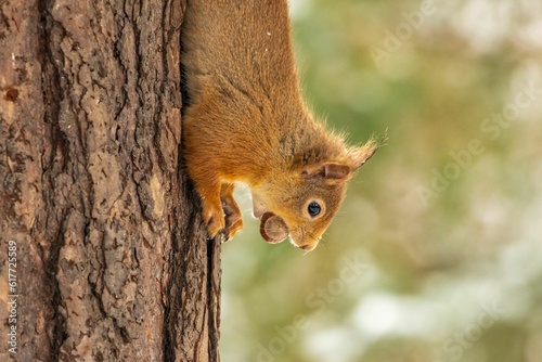 Red squirrel eating a hazelnut © Sarahlou Photography/Wirestock Creators